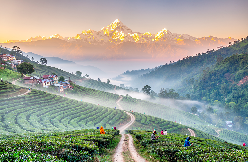 Jardins de thé en terrasses sur les pentes himalayennes du Darjeeling