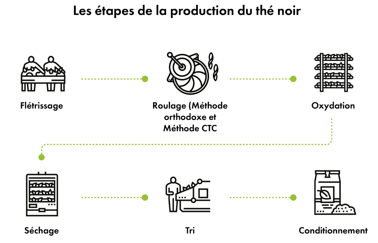 Illustration des étapes de production du thé noir: flétrissage, roulage, oxydation, séchage, tri et conditionnement avec flèches vertes.