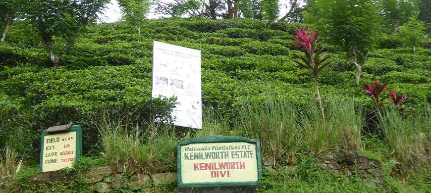 Histoire et origine du thé : de la Chine ancienne à nos tasses