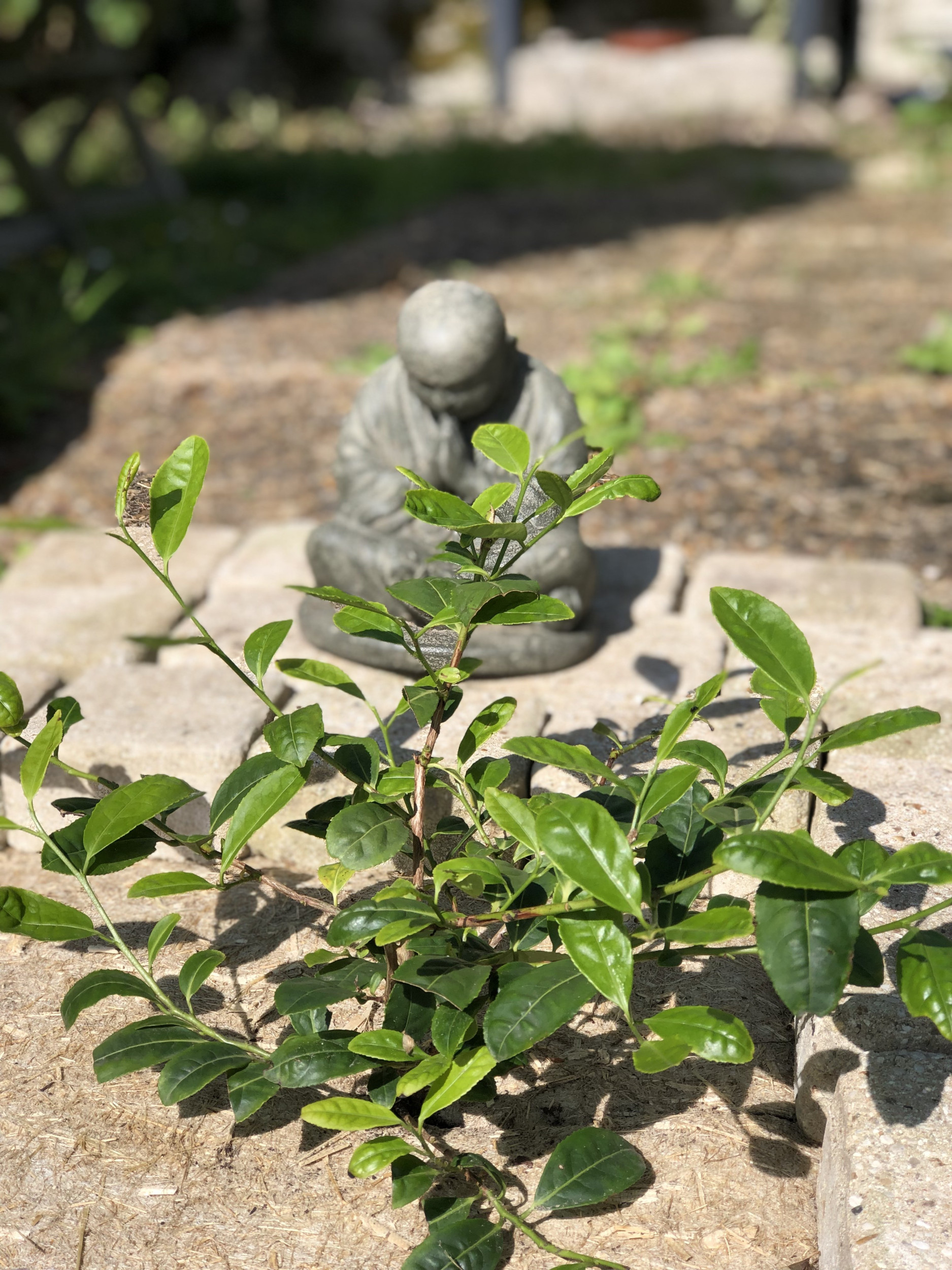 Comment faire pousser du thé dans son jardin ou à la maison