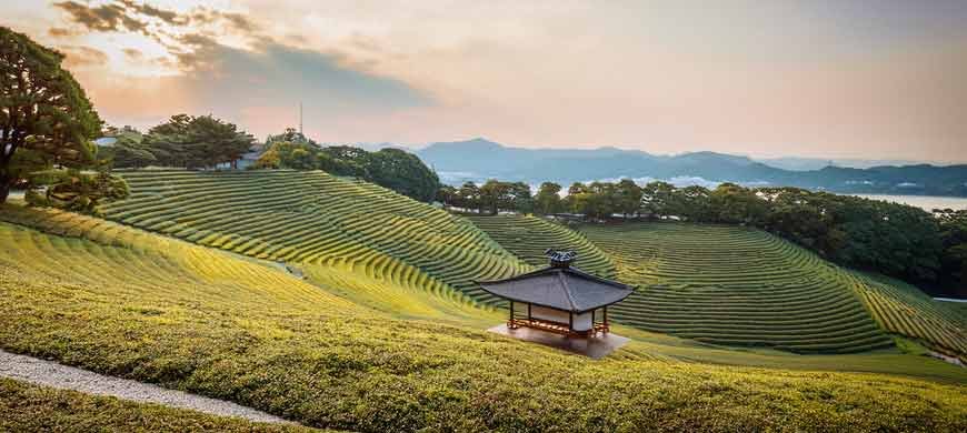 Histoire du thé au japon